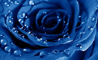蓝色玫瑰花的花语和寓意[蓝玫瑰适合送什么人]