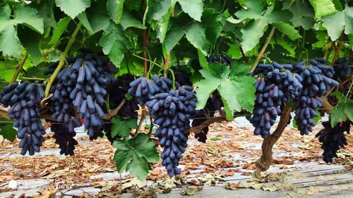 蓝宝石葡萄生长过程种植技术,蓝宝石葡萄生长过程种植技术要点